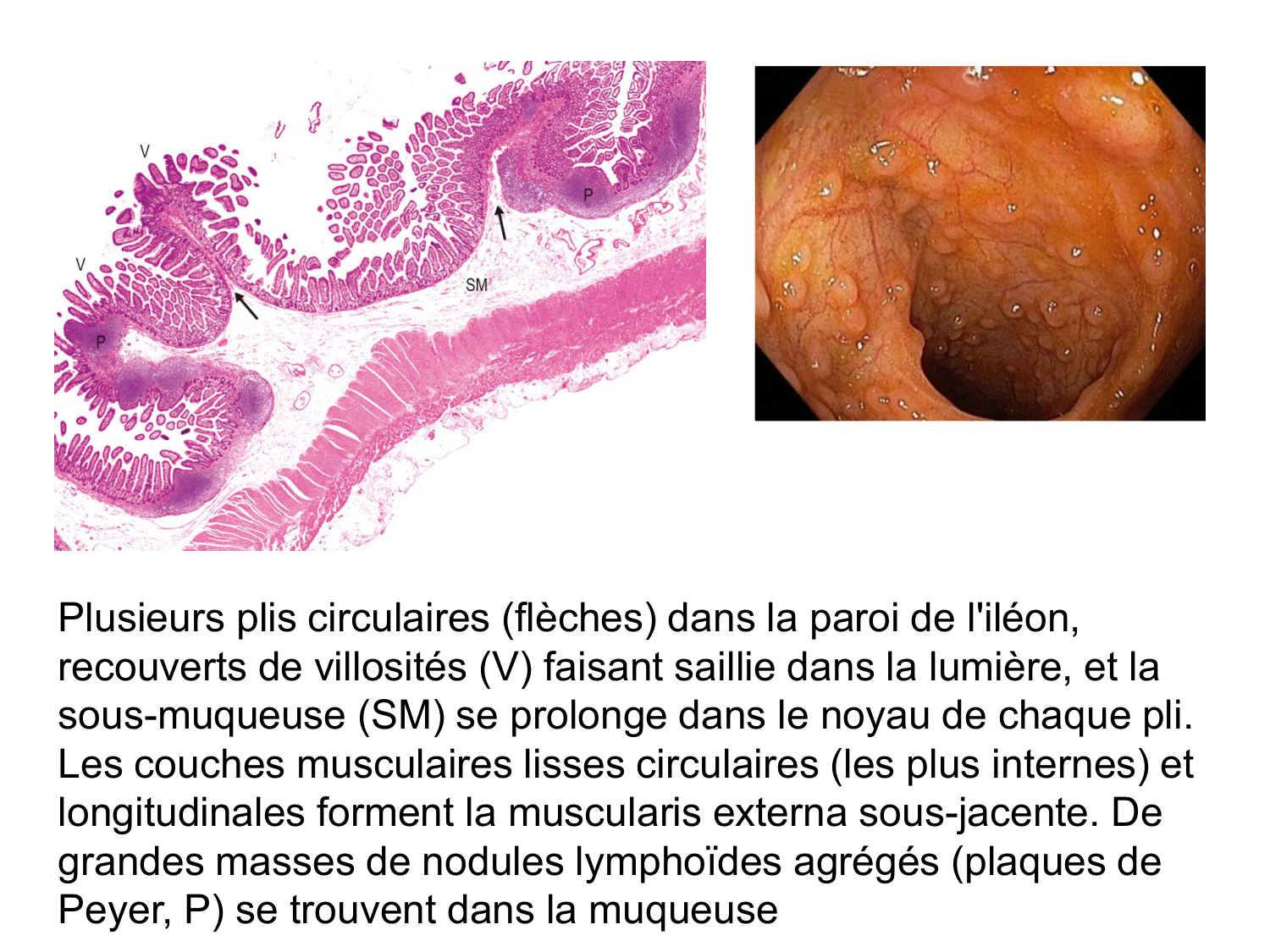Anatomie du système de défense2 page 75