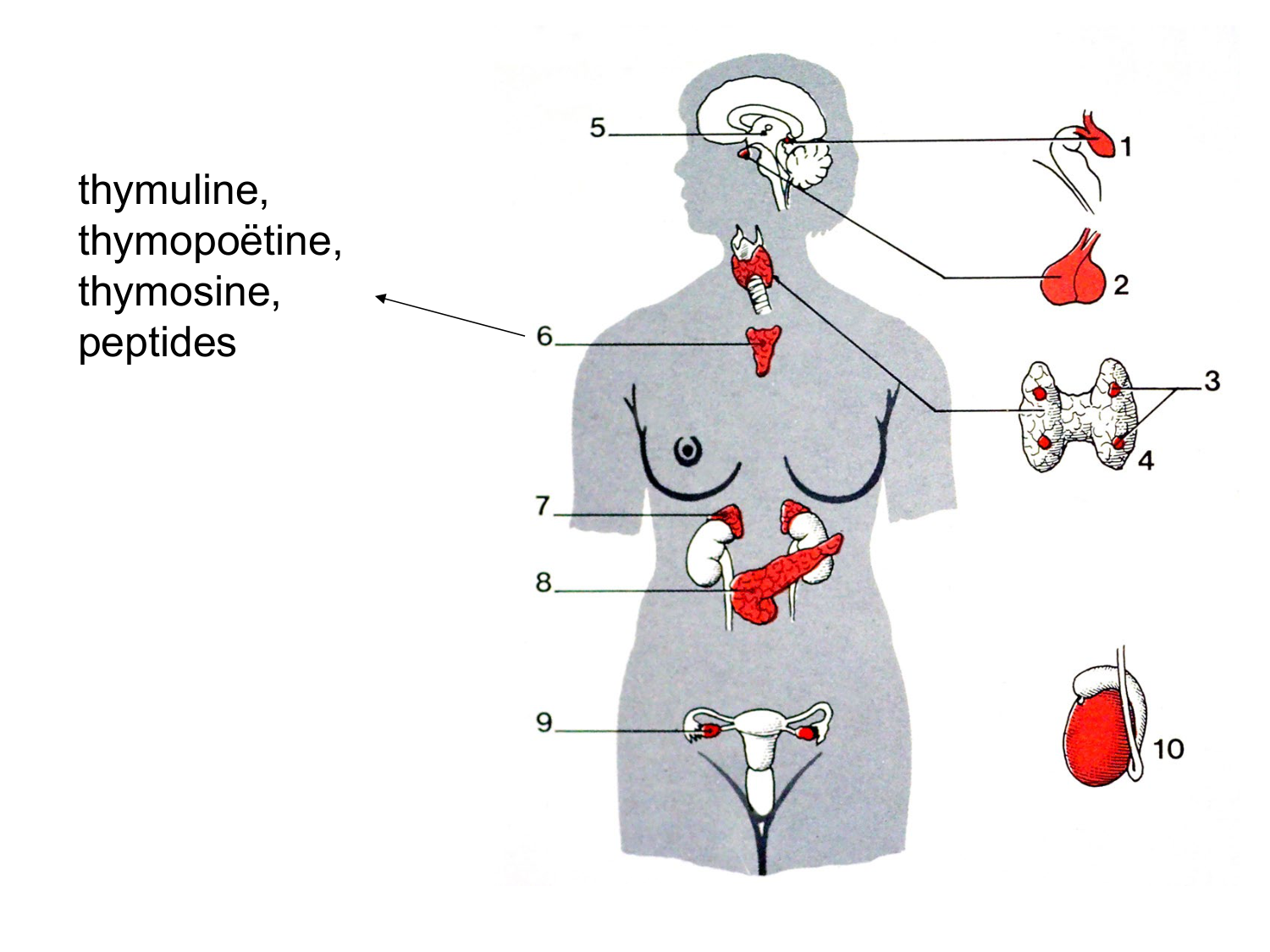 Anatomie du système endocrinien2 page 6