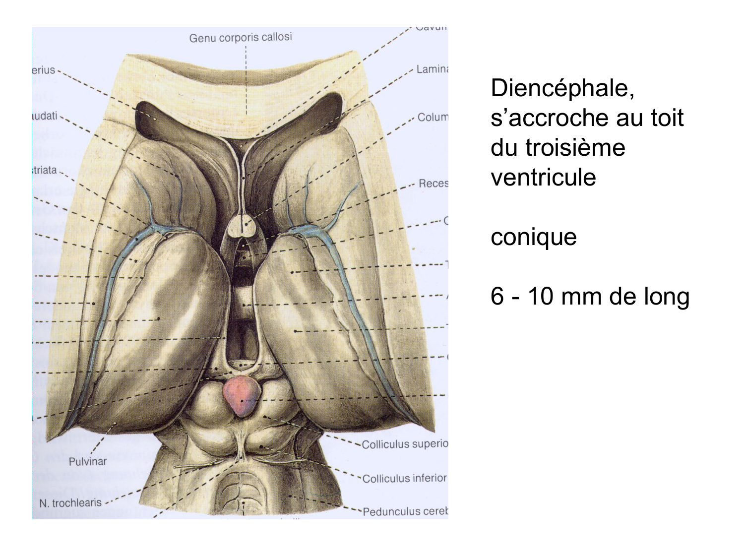 Anatomie du système endocrinien2 page 8