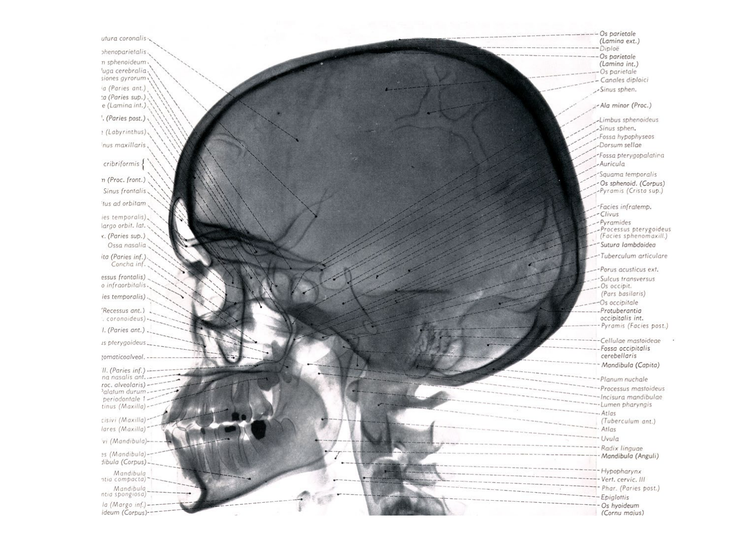 Anatomie du système endocrinien2 page 21
