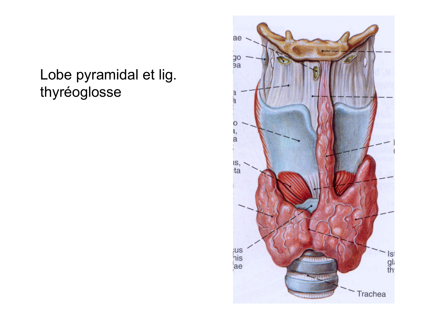 Anatomie du système endocrinien2 page 25