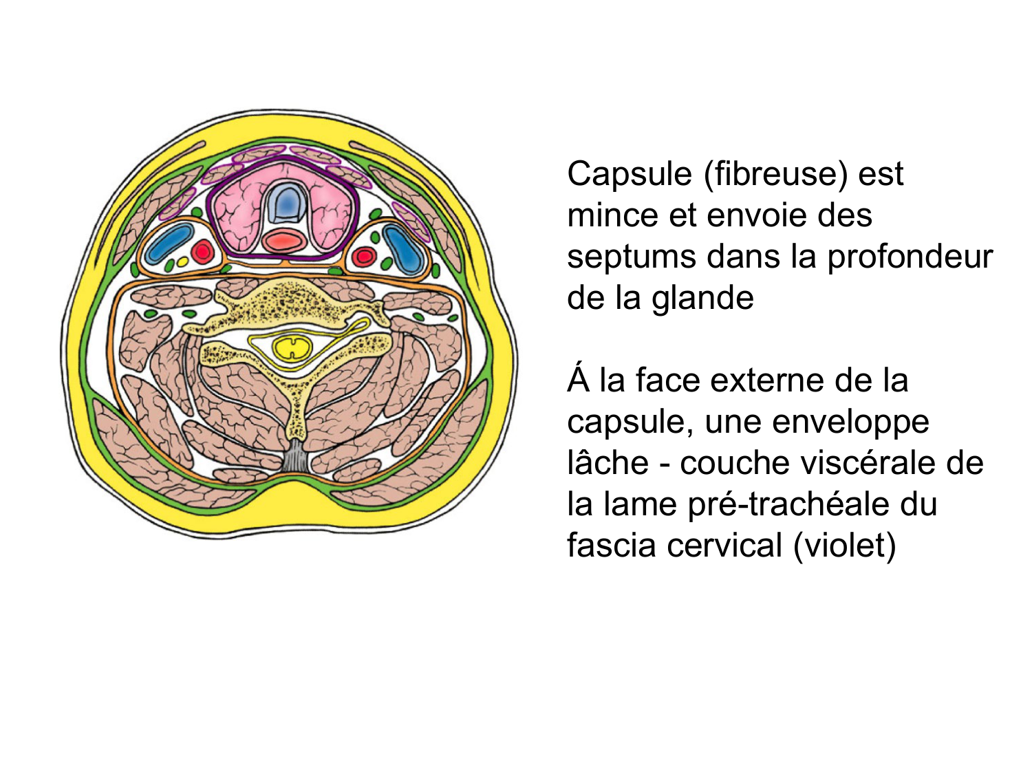 Anatomie du système endocrinien2 page 29