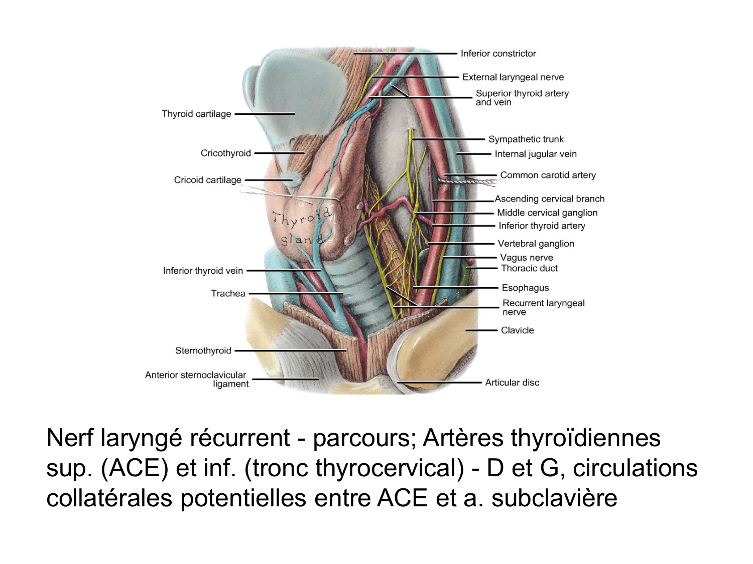 Anatomie du système endocrinien2 page 30
