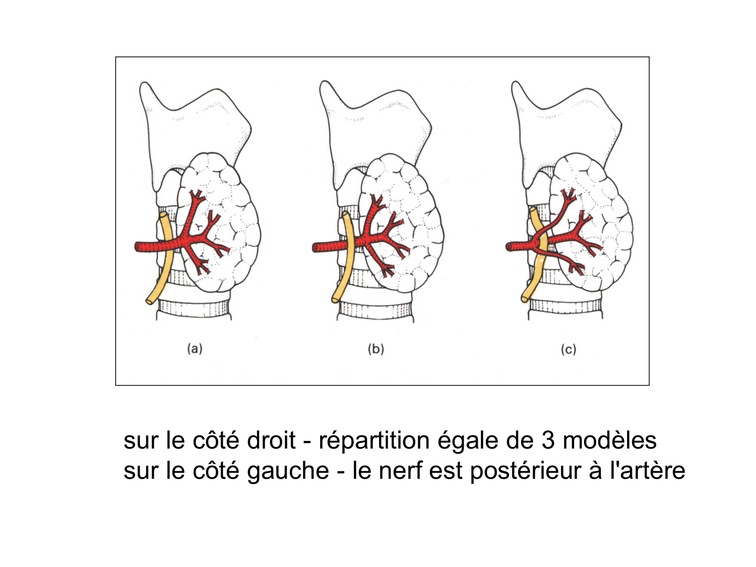 Anatomie du système endocrinien2 page 32