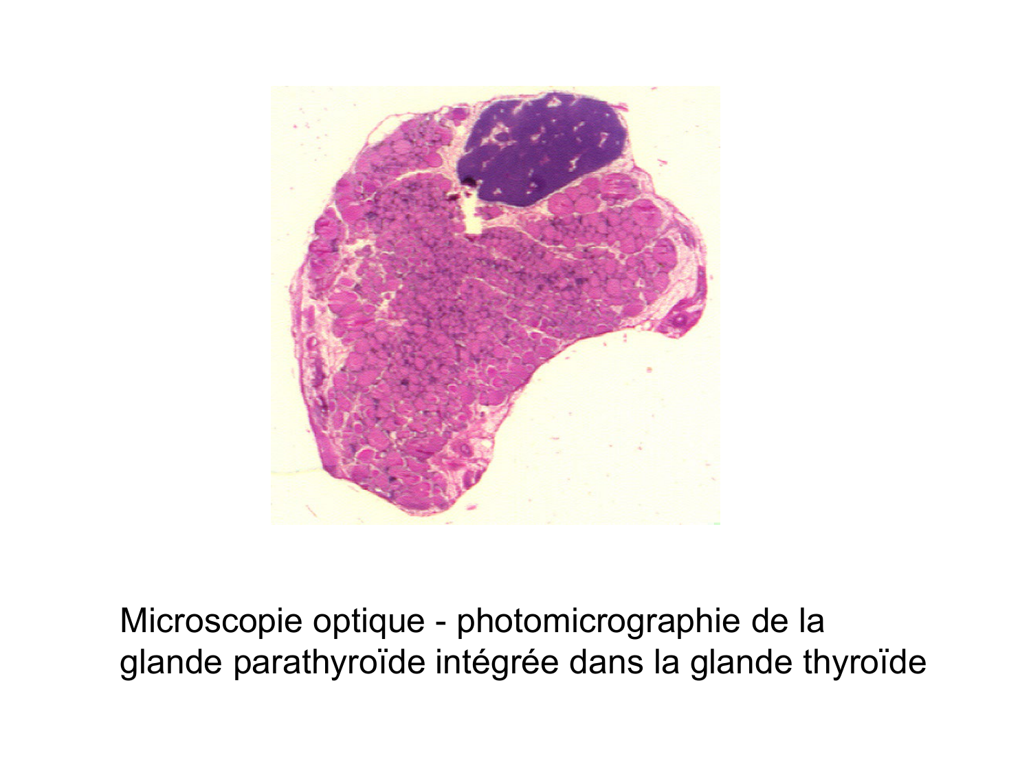 Anatomie du système endocrinien2 page 41