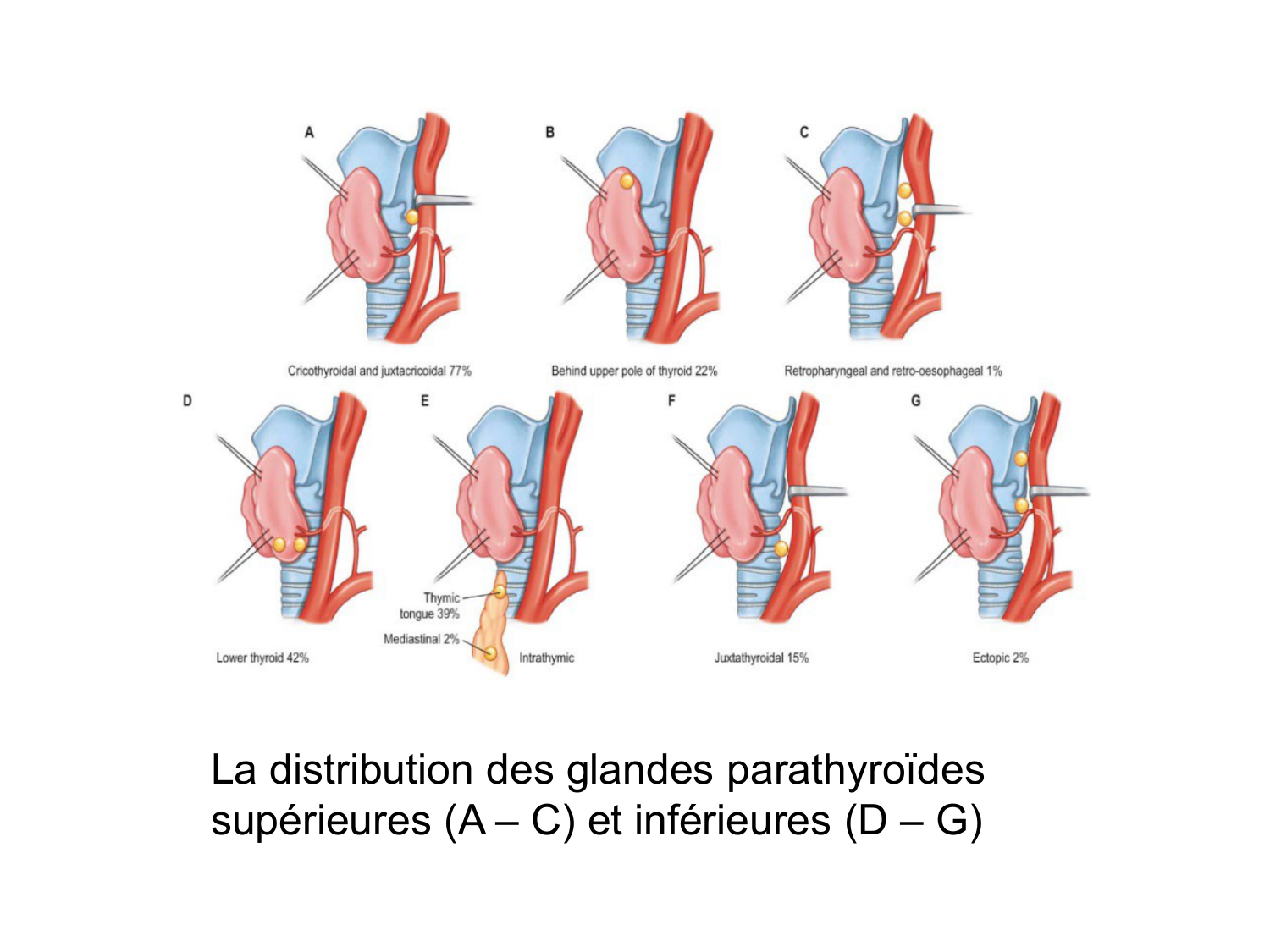 Anatomie du système endocrinien2 page 42