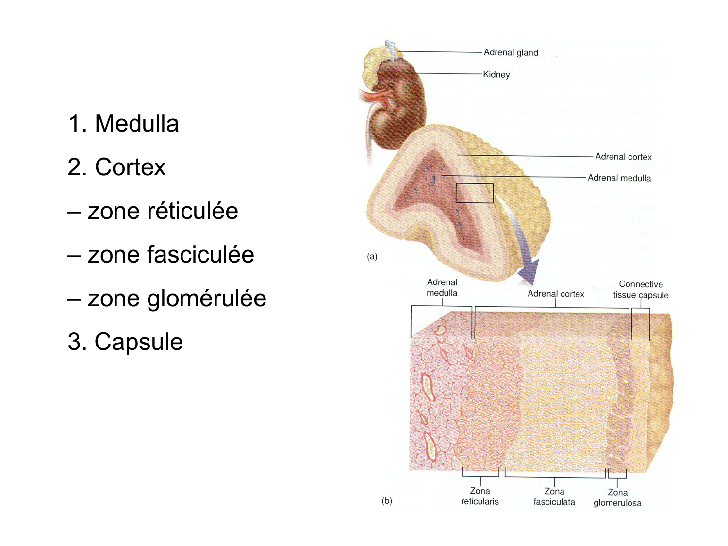 Anatomie du système endocrinien2 page 50