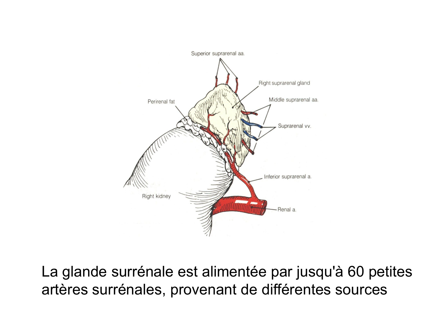 Anatomie du système endocrinien2 page 51