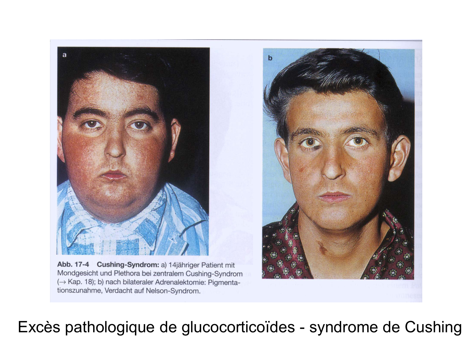 Anatomie du système endocrinien2 page 52