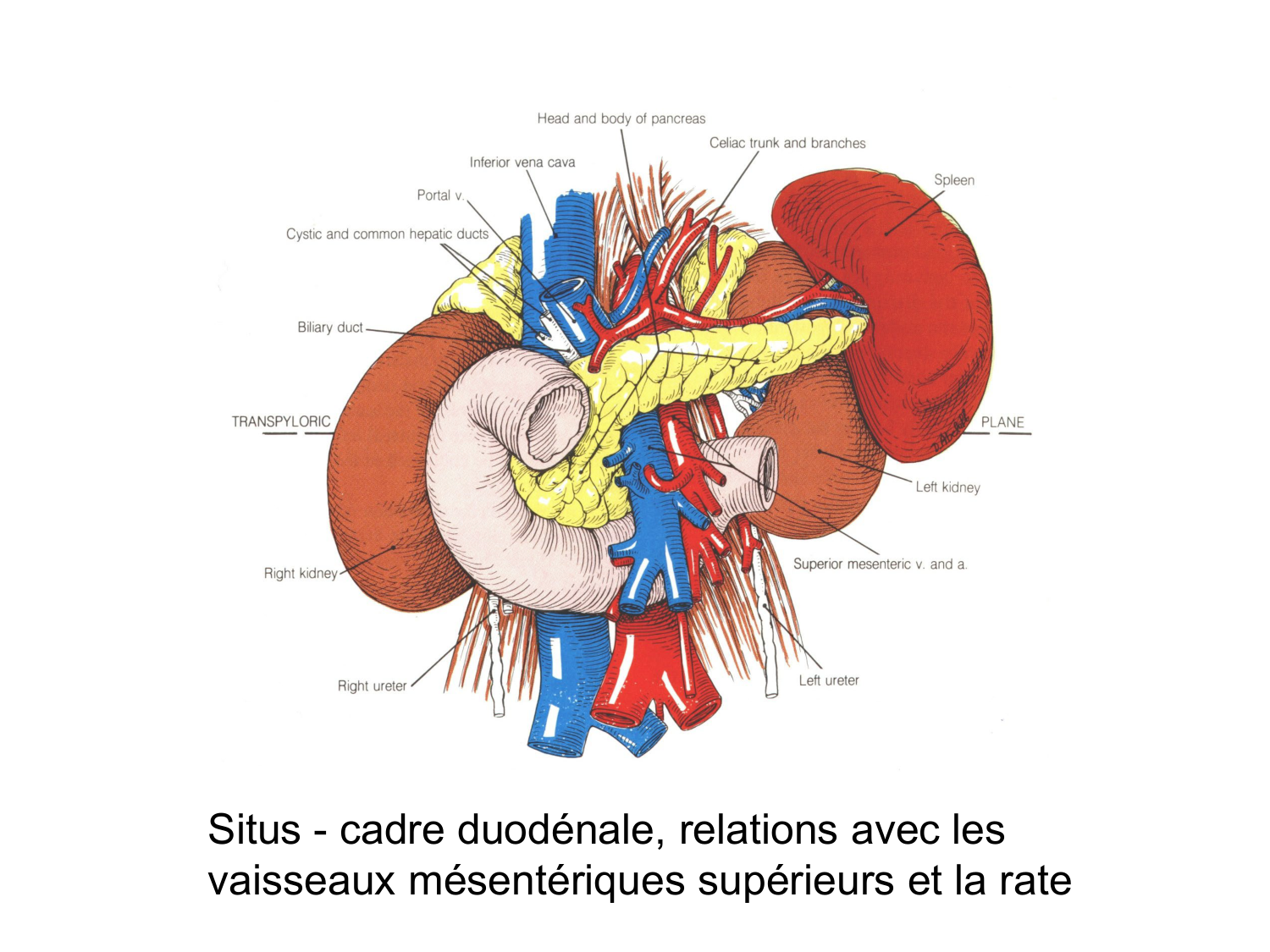 Anatomie du système endocrinien2 page 55