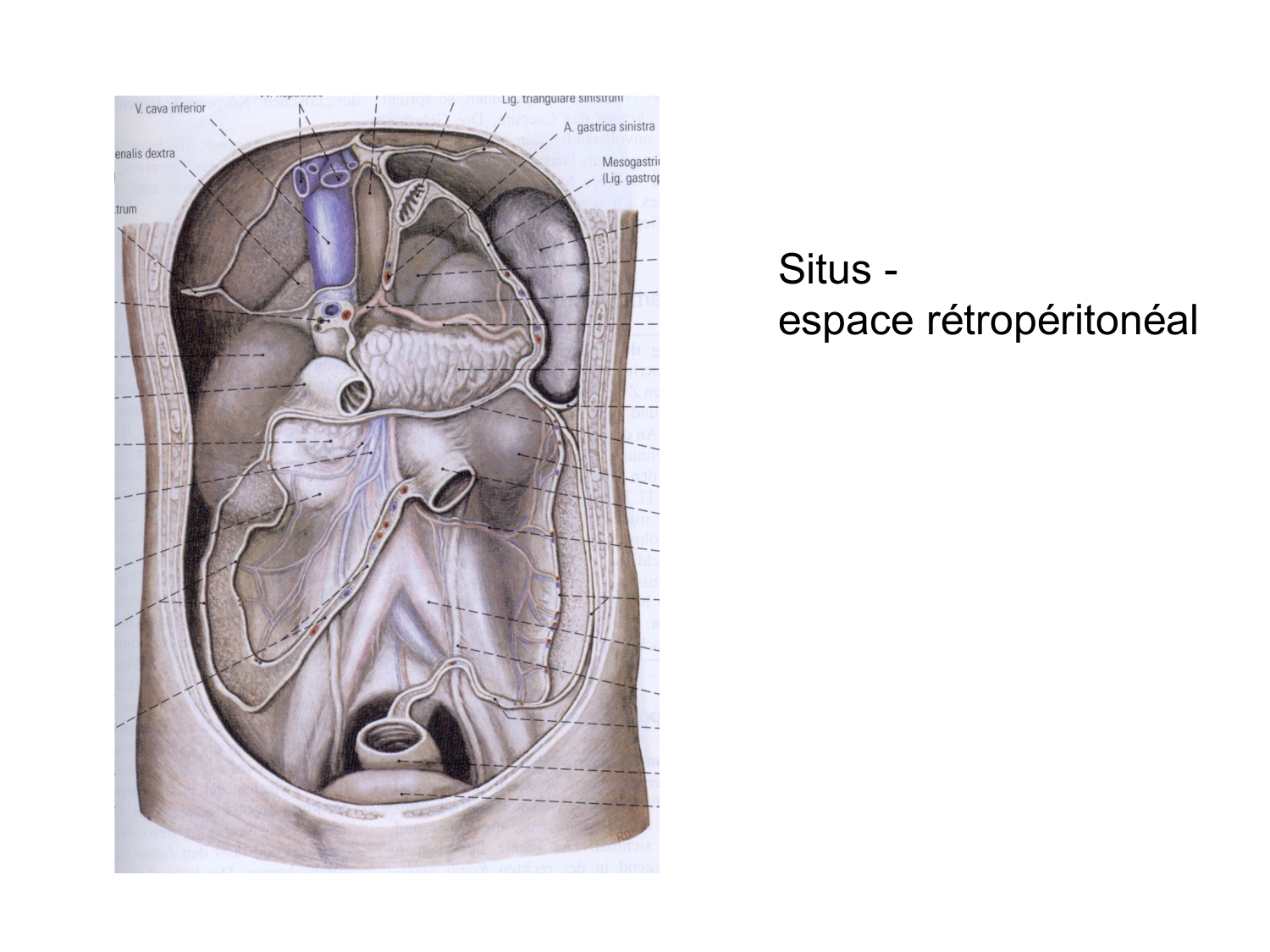 Anatomie du système endocrinien2 page 56