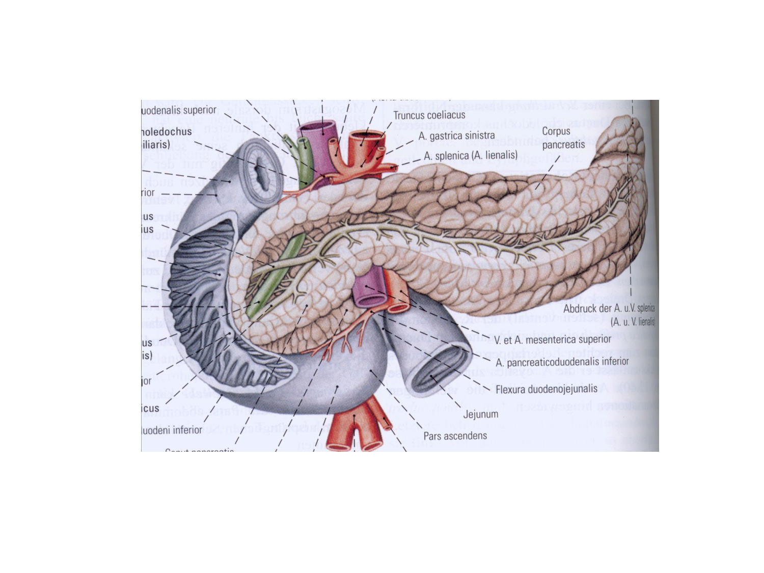 Anatomie du système endocrinien2 page 57