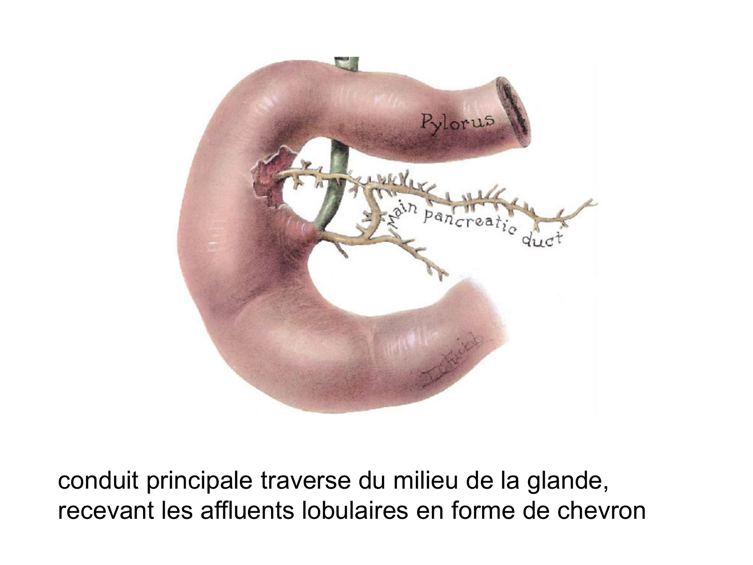 Anatomie du système endocrinien2 page 58