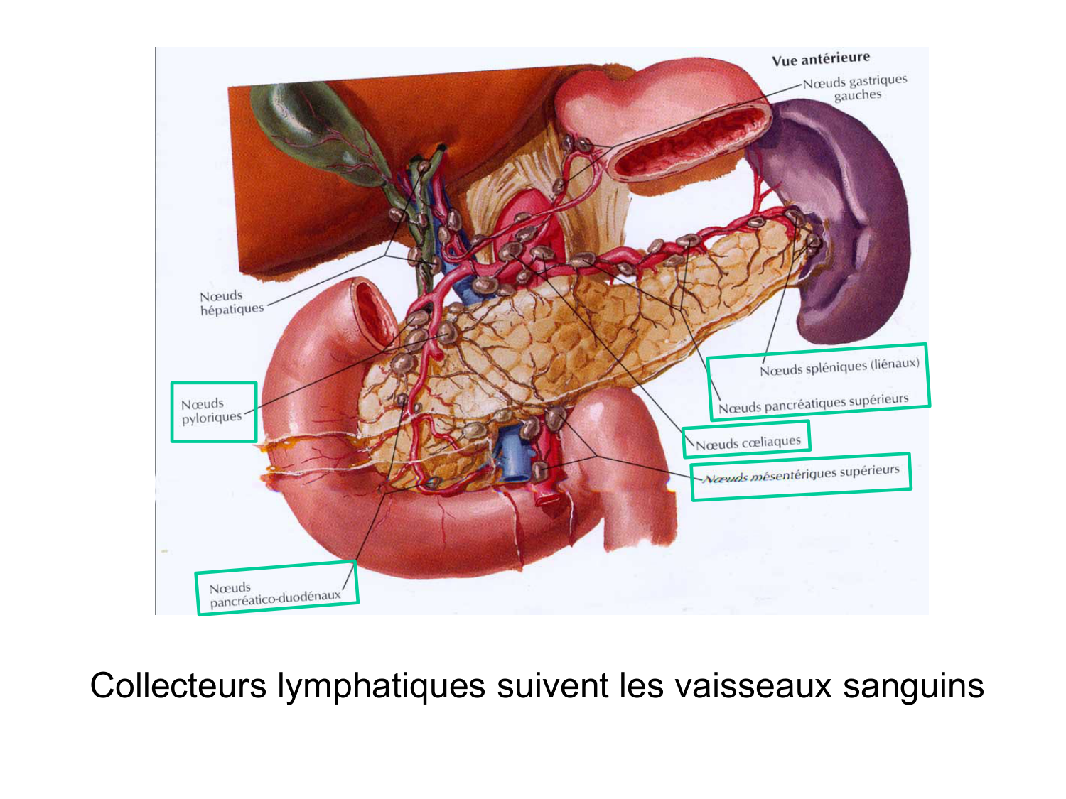 Anatomie du système endocrinien2 page 62