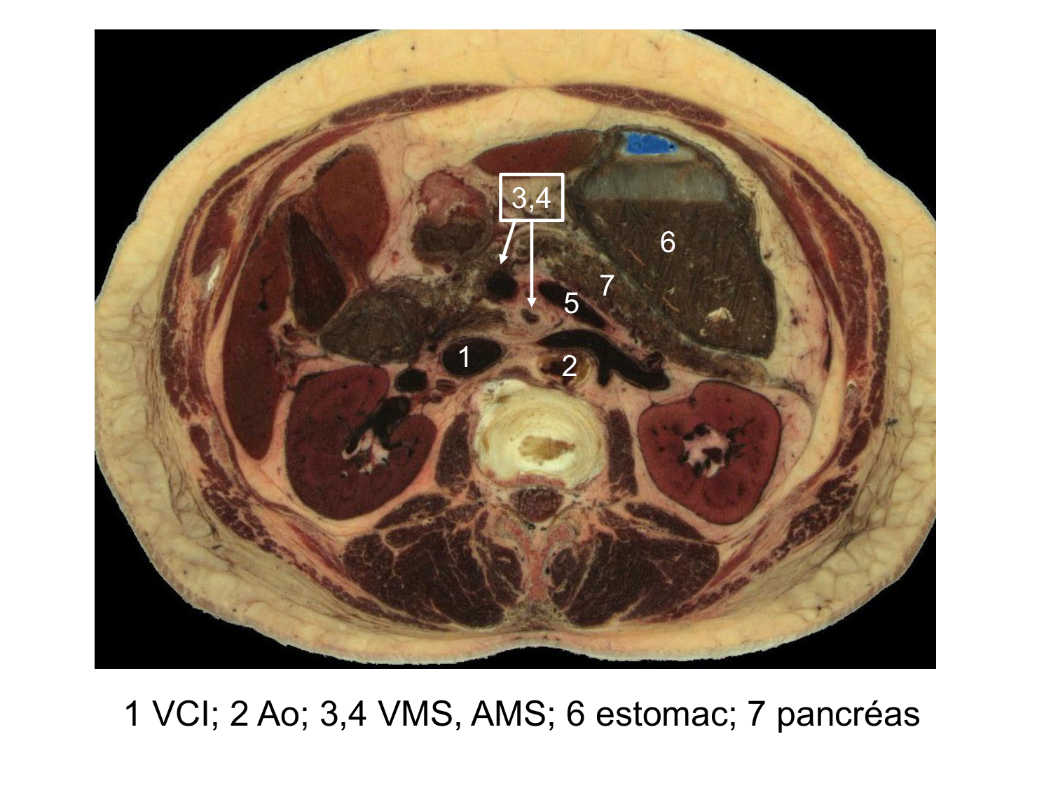 Anatomie du système endocrinien2 page 64