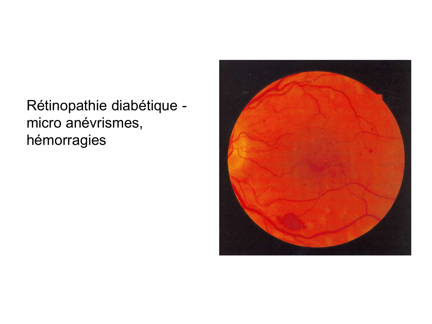 Anatomie du système endocrinien2 page 68