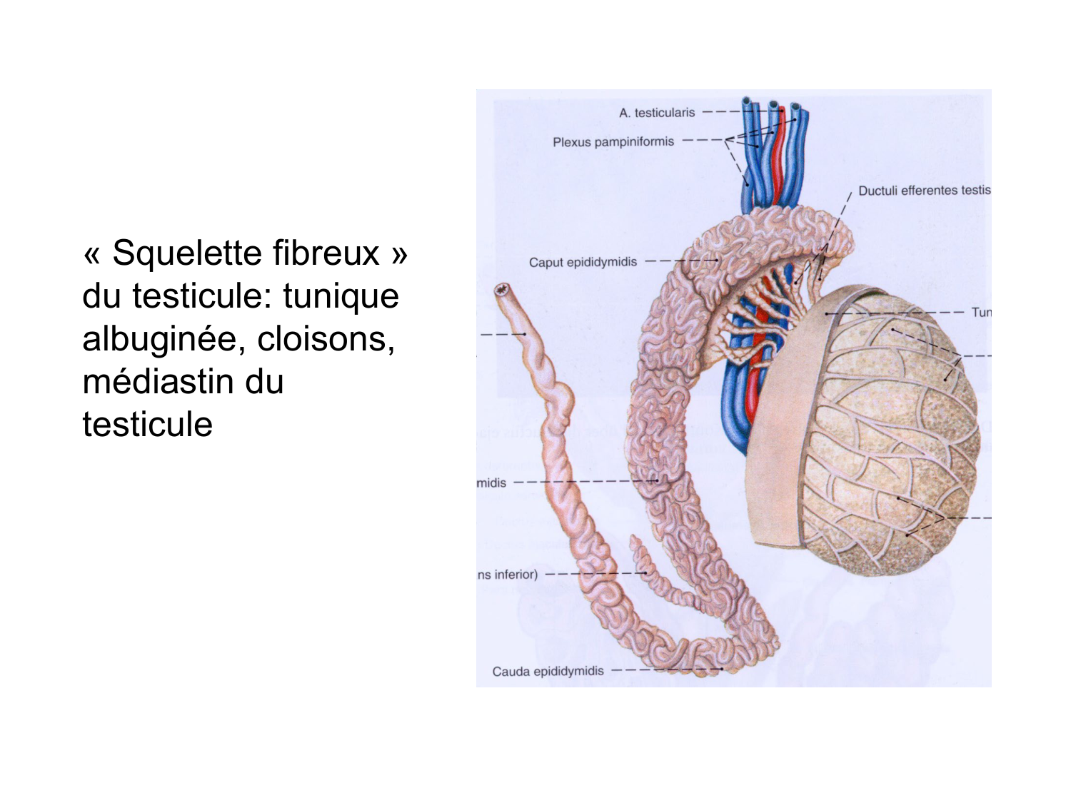 Anatomie du système endocrinien2 page 72