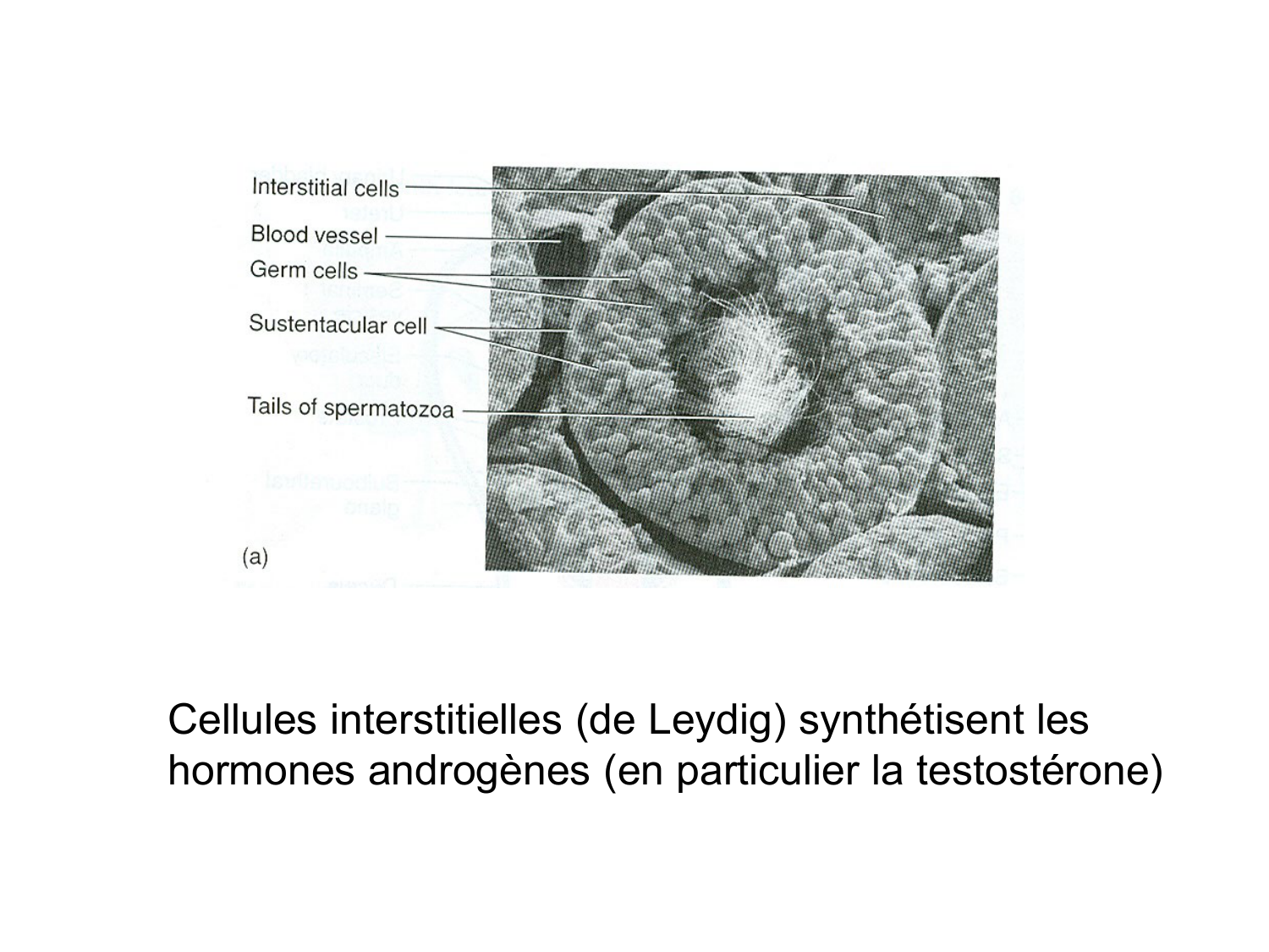 Anatomie du système endocrinien2 page 74