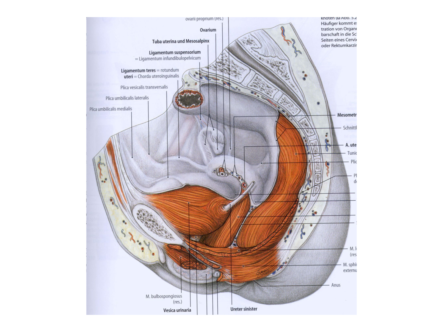 Anatomie du système endocrinien2 page 81