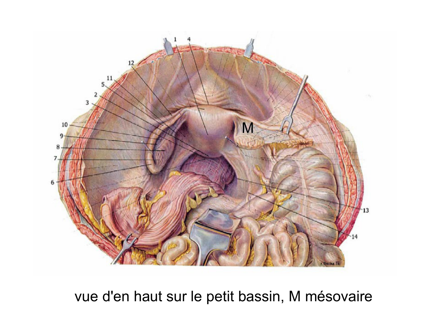 Anatomie du système endocrinien2 page 85
