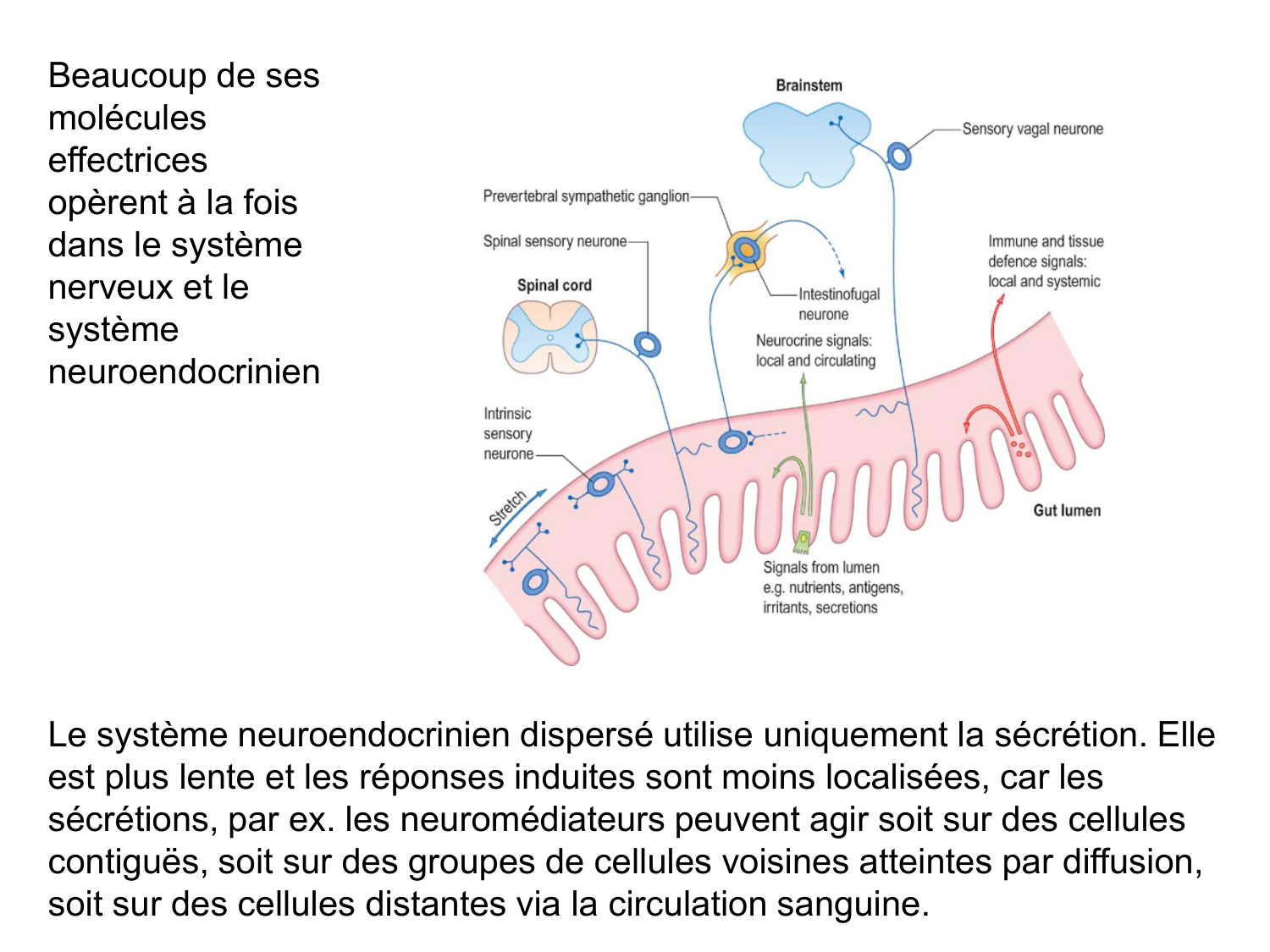 Anatomie du système endocrinien2 page 91