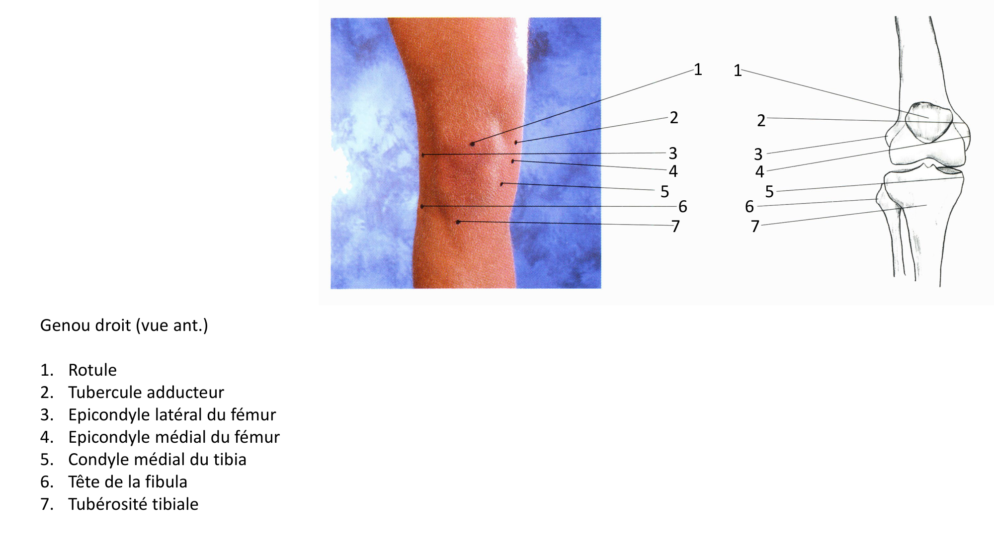 Anatomie palpatoire membre inf page 6