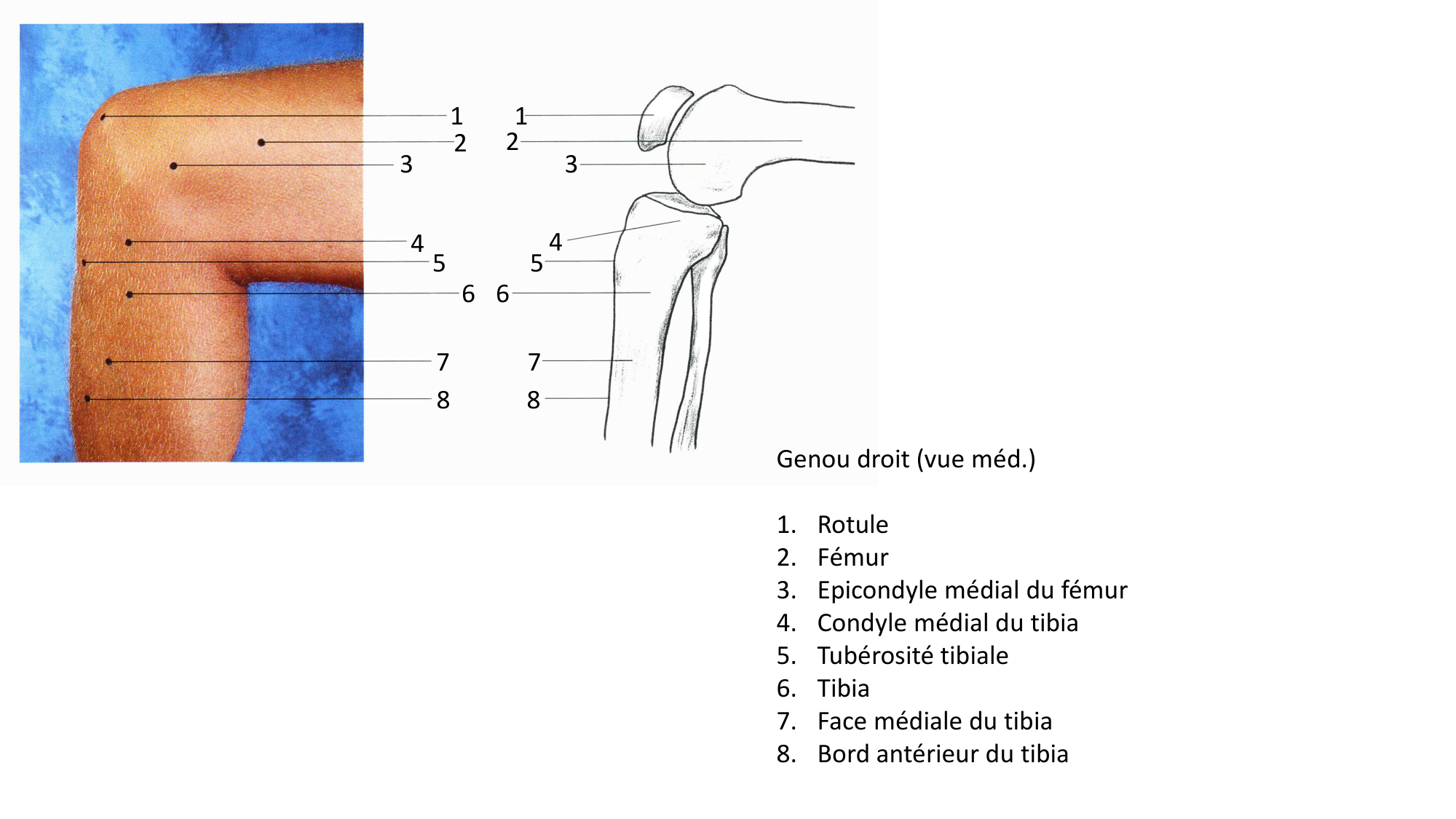 Anatomie palpatoire membre inf page 7