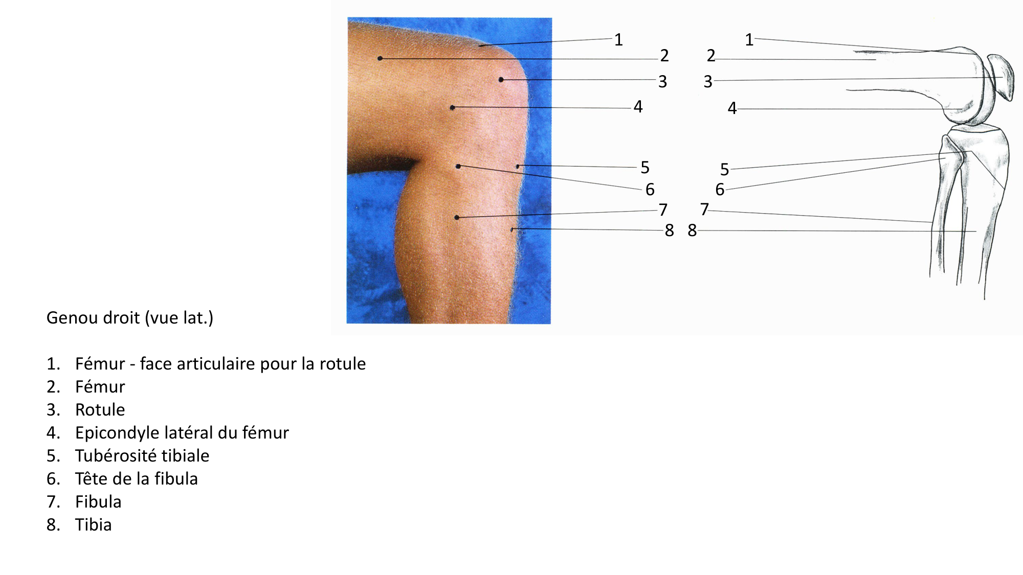 Anatomie palpatoire membre inf page 8