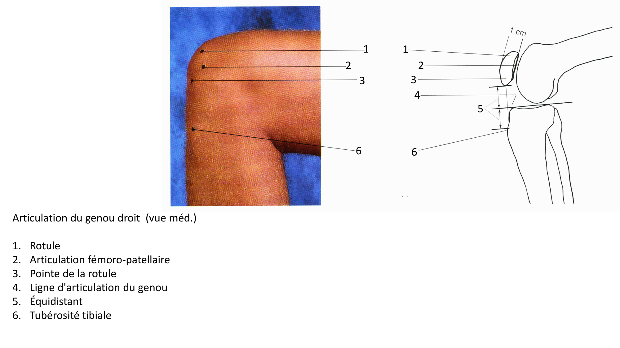 Anatomie palpatoire membre inf page 12