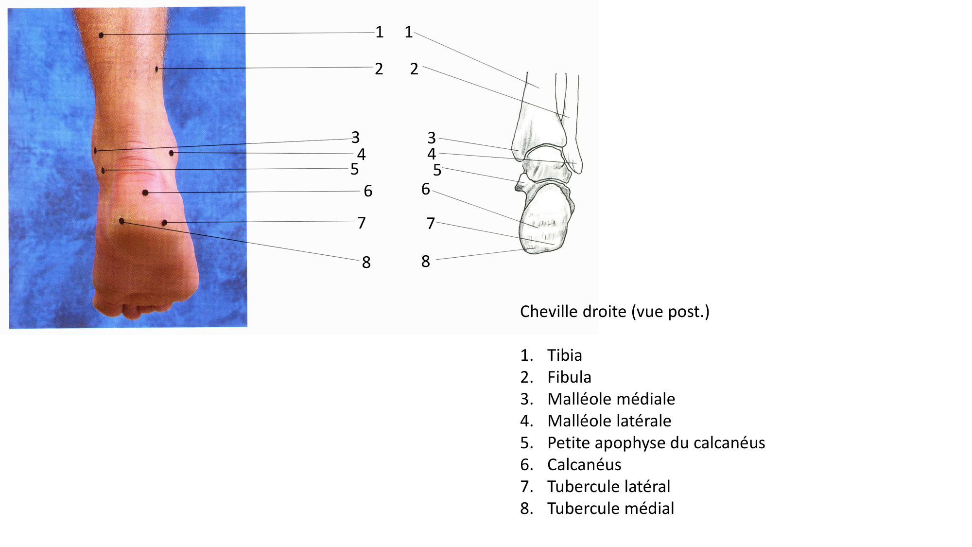 Anatomie palpatoire membre inf page 14