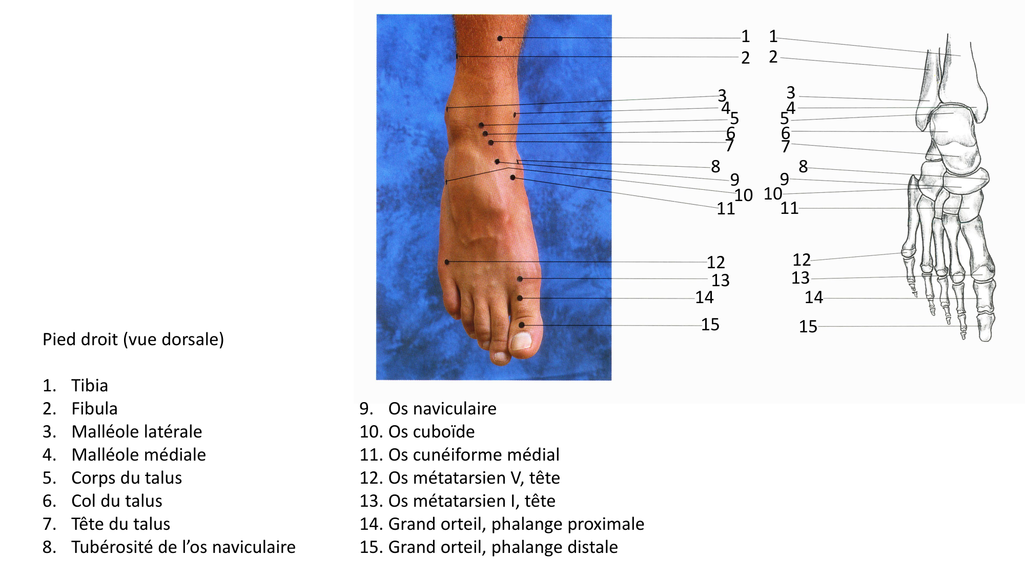 Anatomie palpatoire membre inf page 15