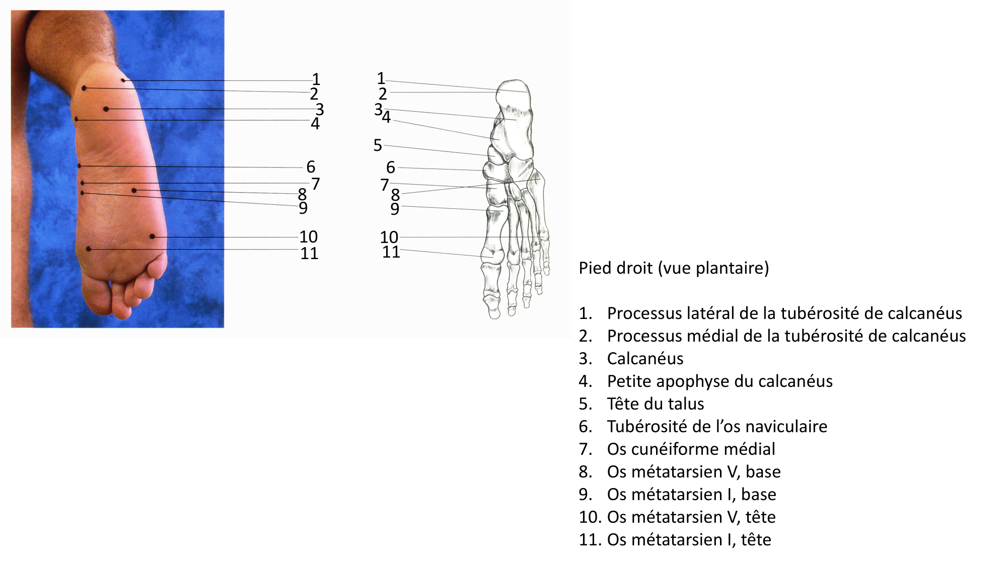 Anatomie palpatoire membre inf page 16