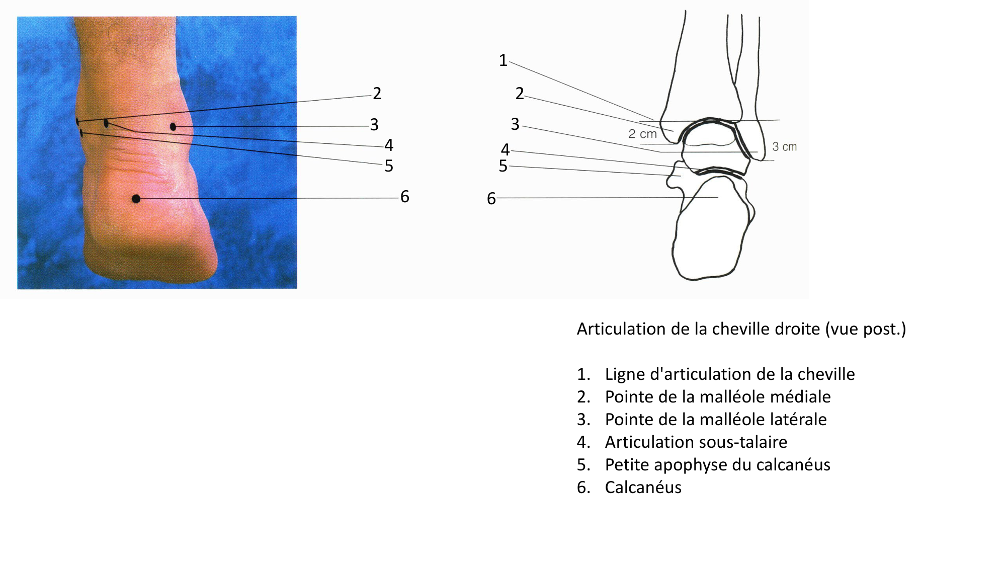 Anatomie palpatoire membre inf page 17