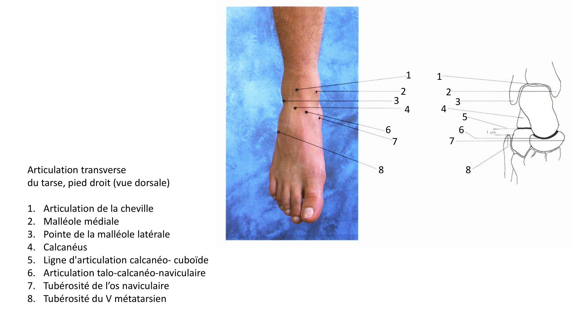 Anatomie palpatoire membre inf page 24
