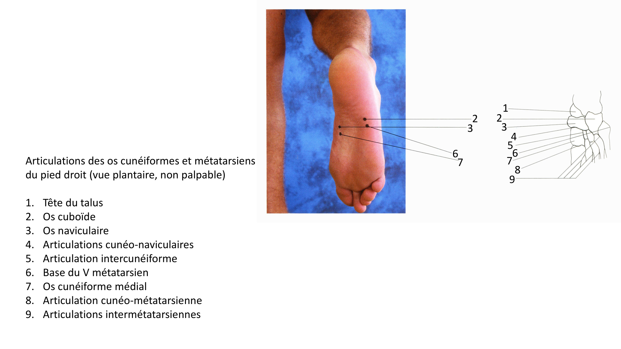 Anatomie palpatoire membre inf page 28