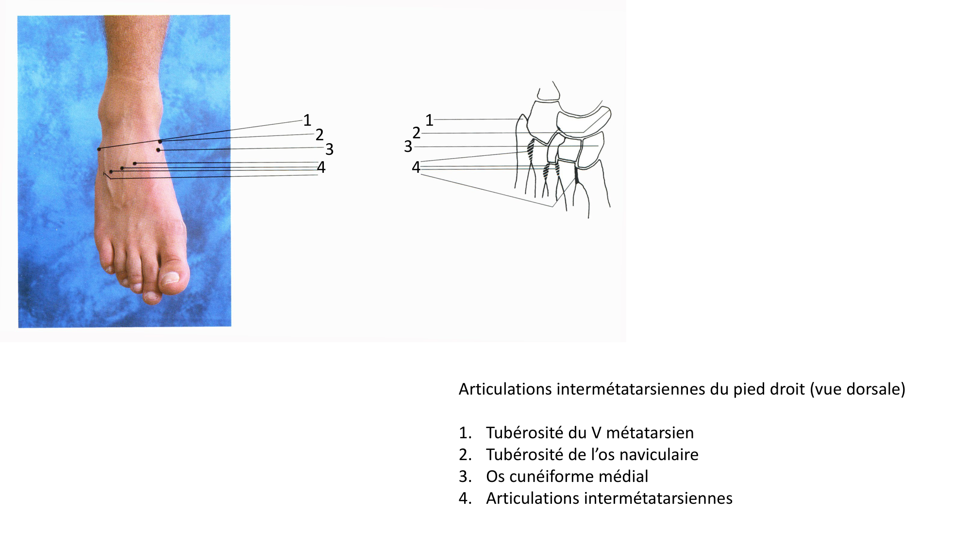 Anatomie palpatoire membre inf page 29