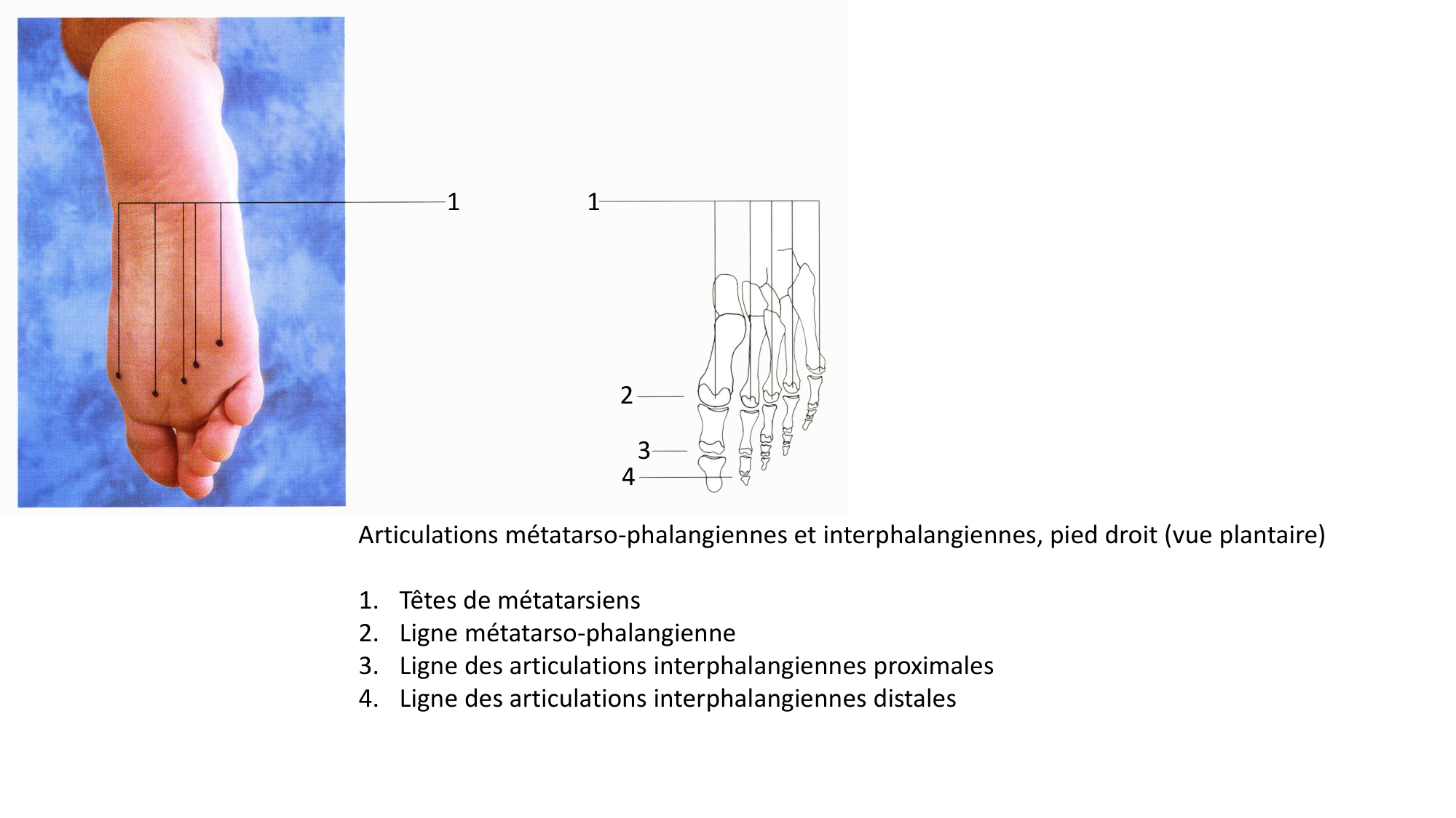 Anatomie palpatoire membre inf page 31