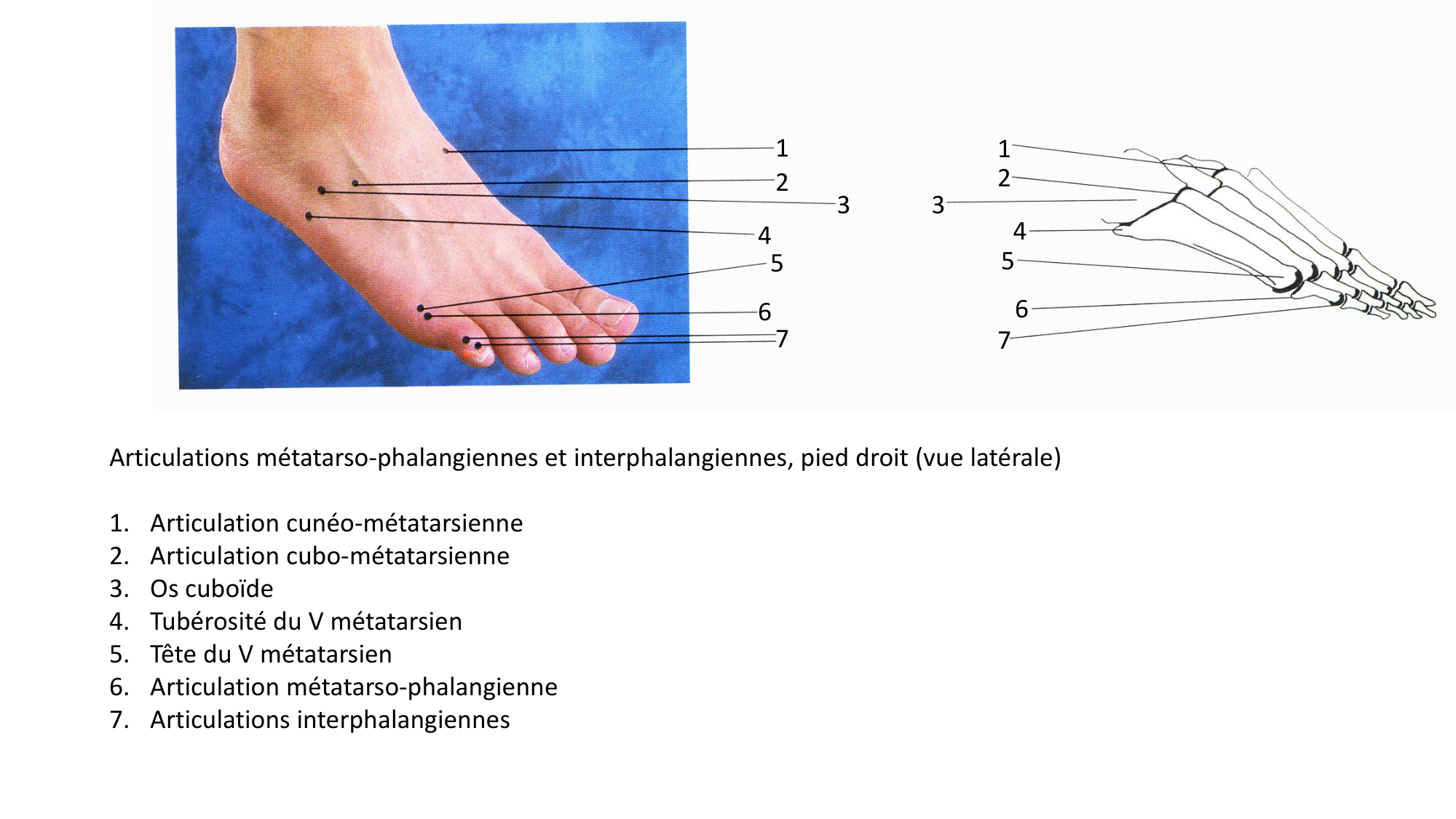 Anatomie palpatoire membre inf page 32