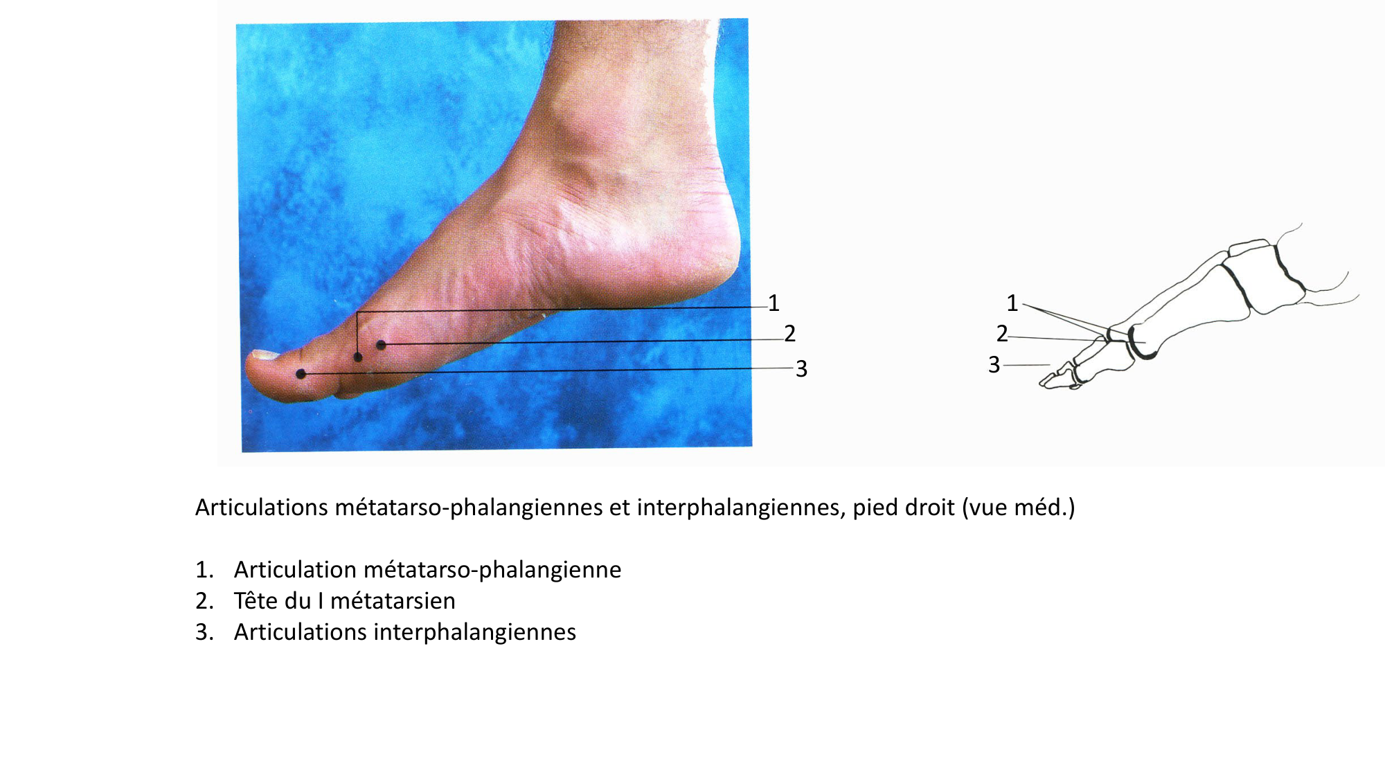 Anatomie palpatoire membre inf page 33