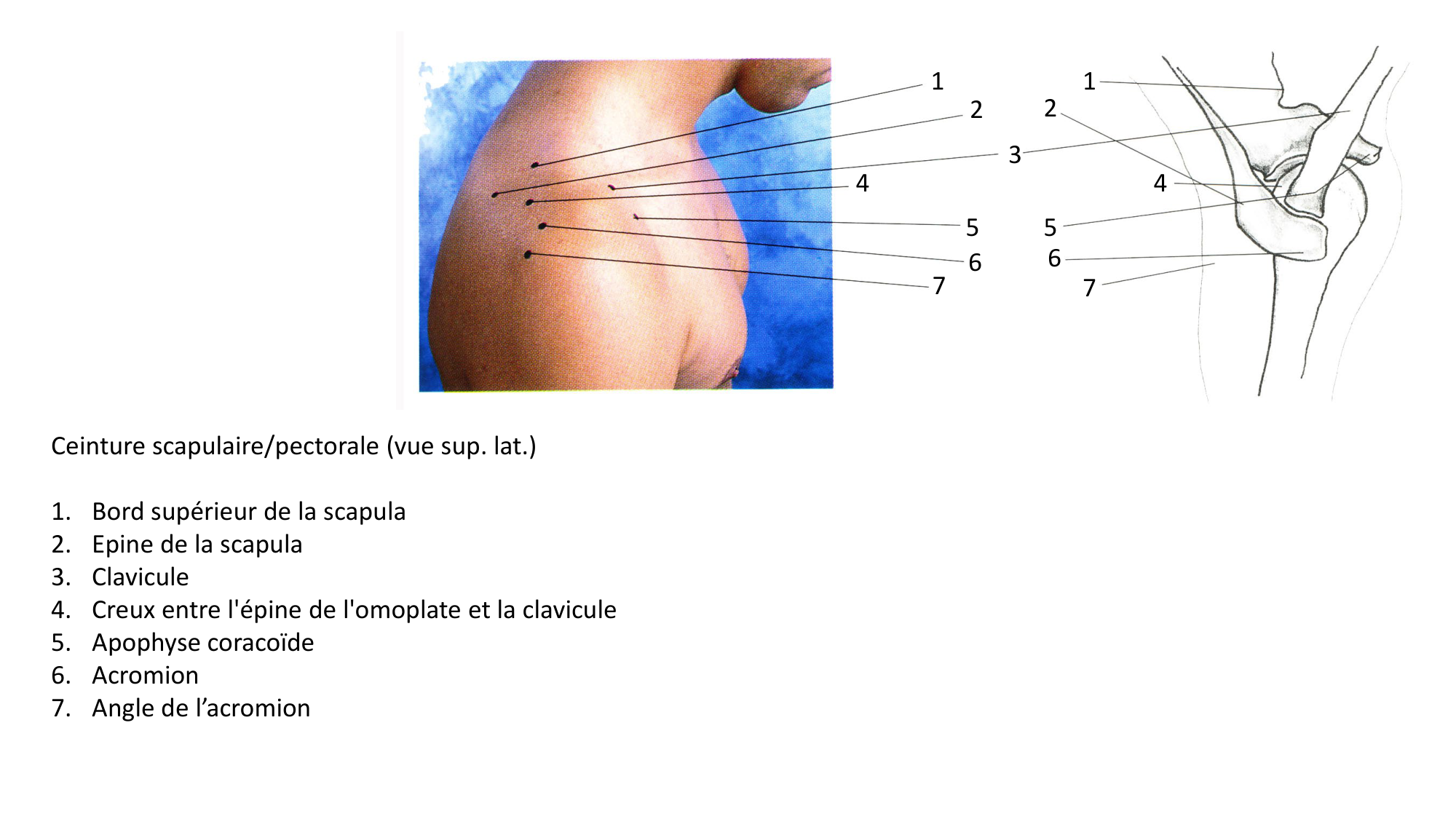 Anatomie palpatoire membre sup page 4