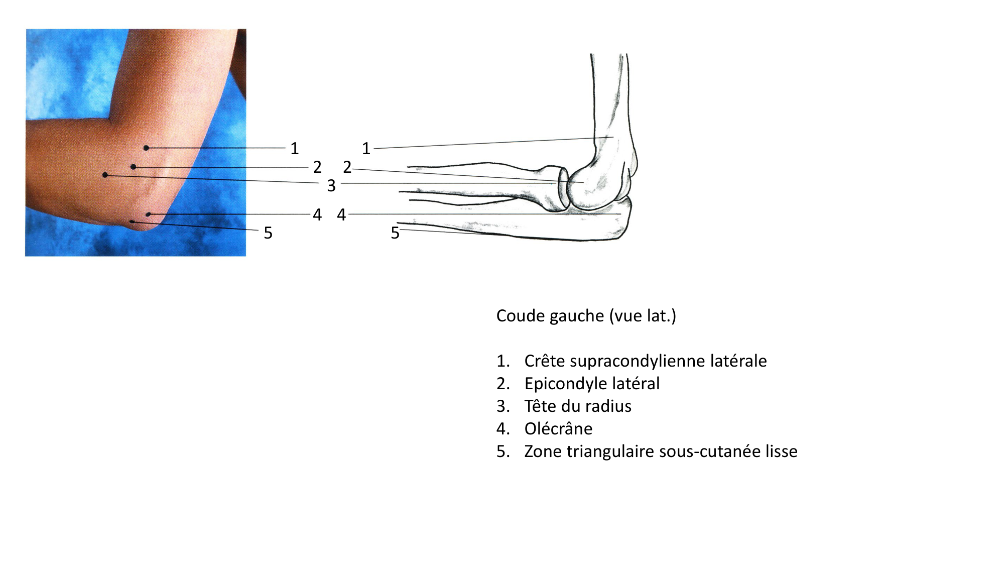 Anatomie palpatoire membre sup page 5
