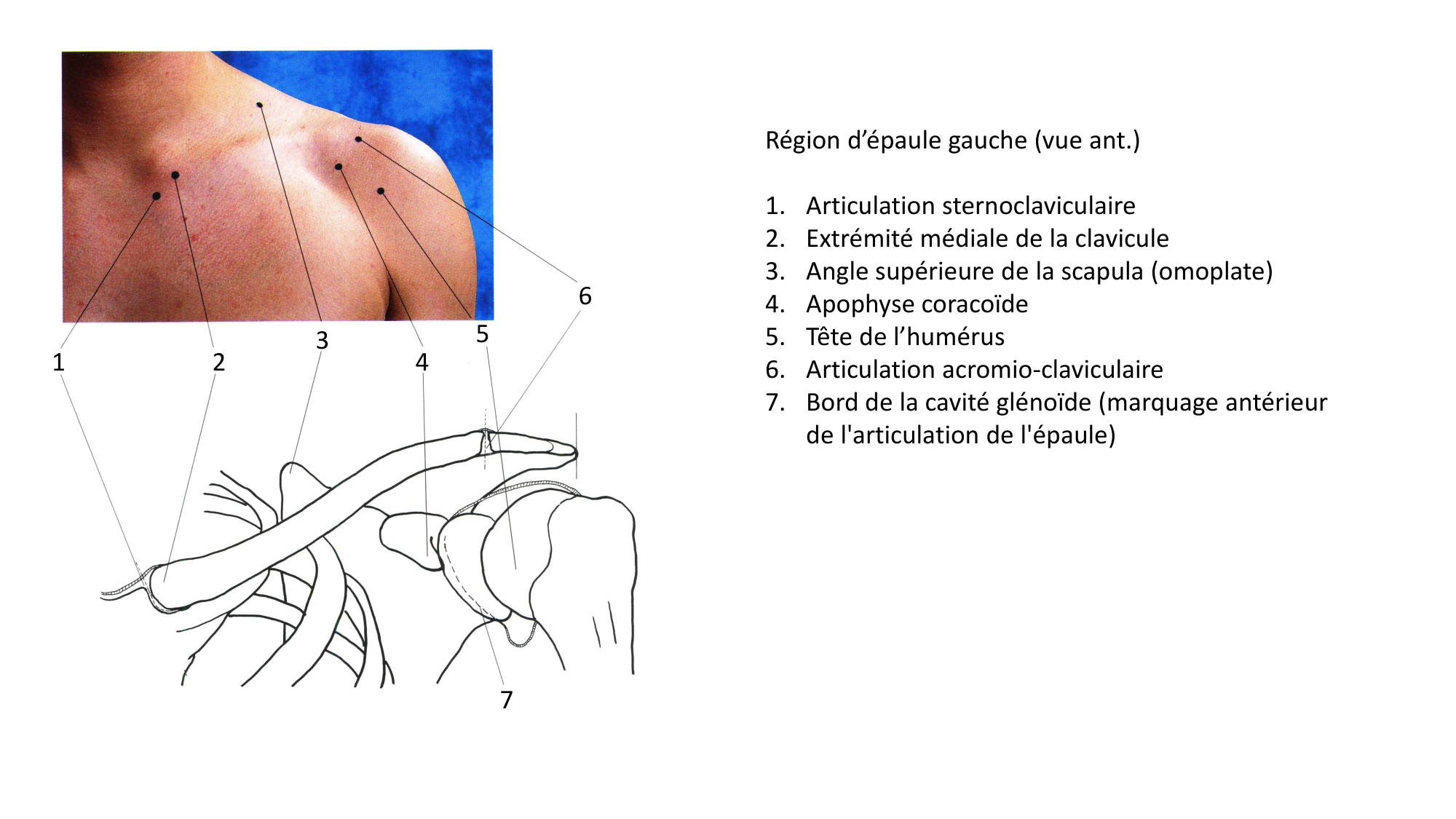 Anatomie palpatoire membre sup page 9