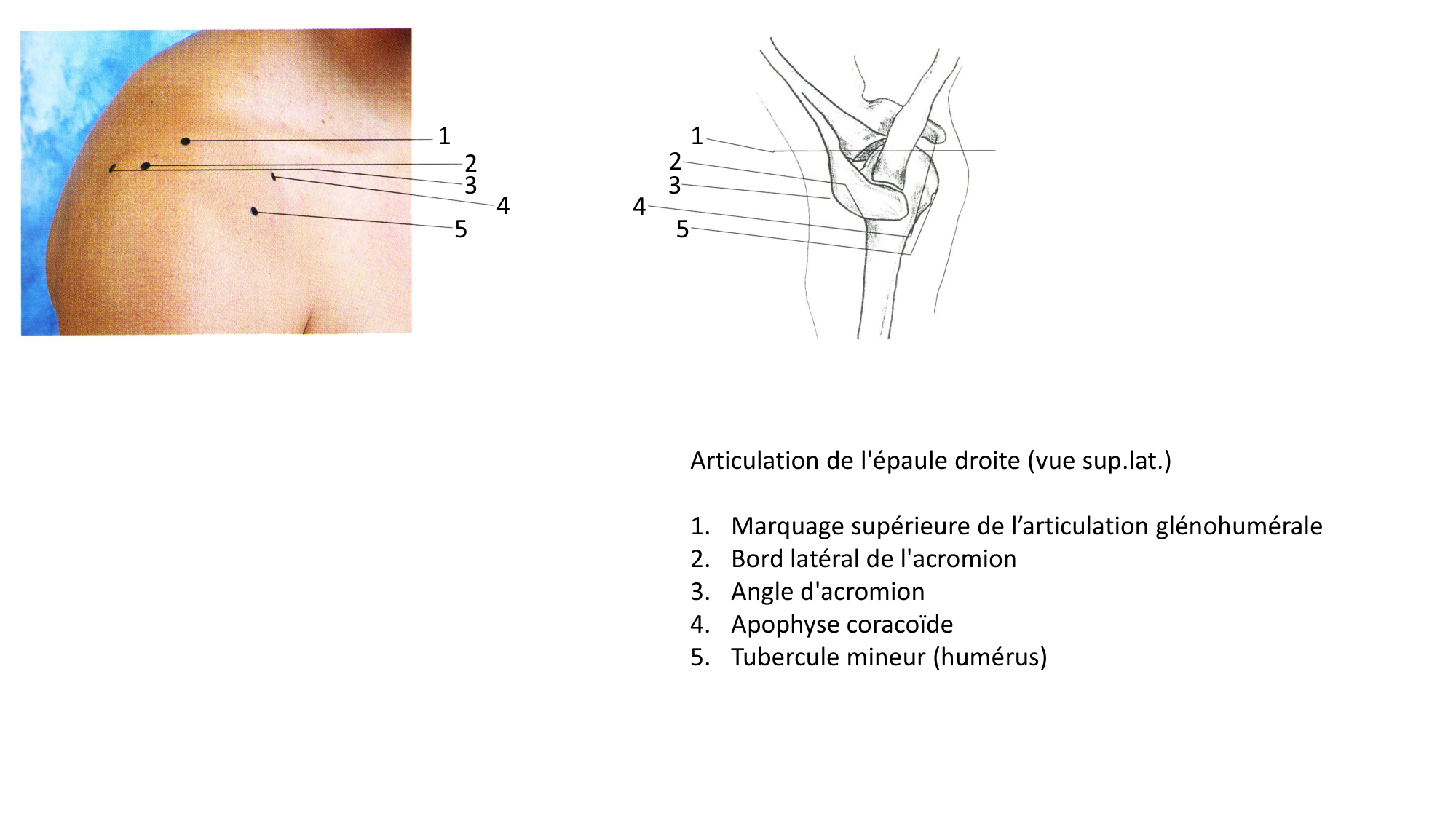 Anatomie palpatoire membre sup page 11