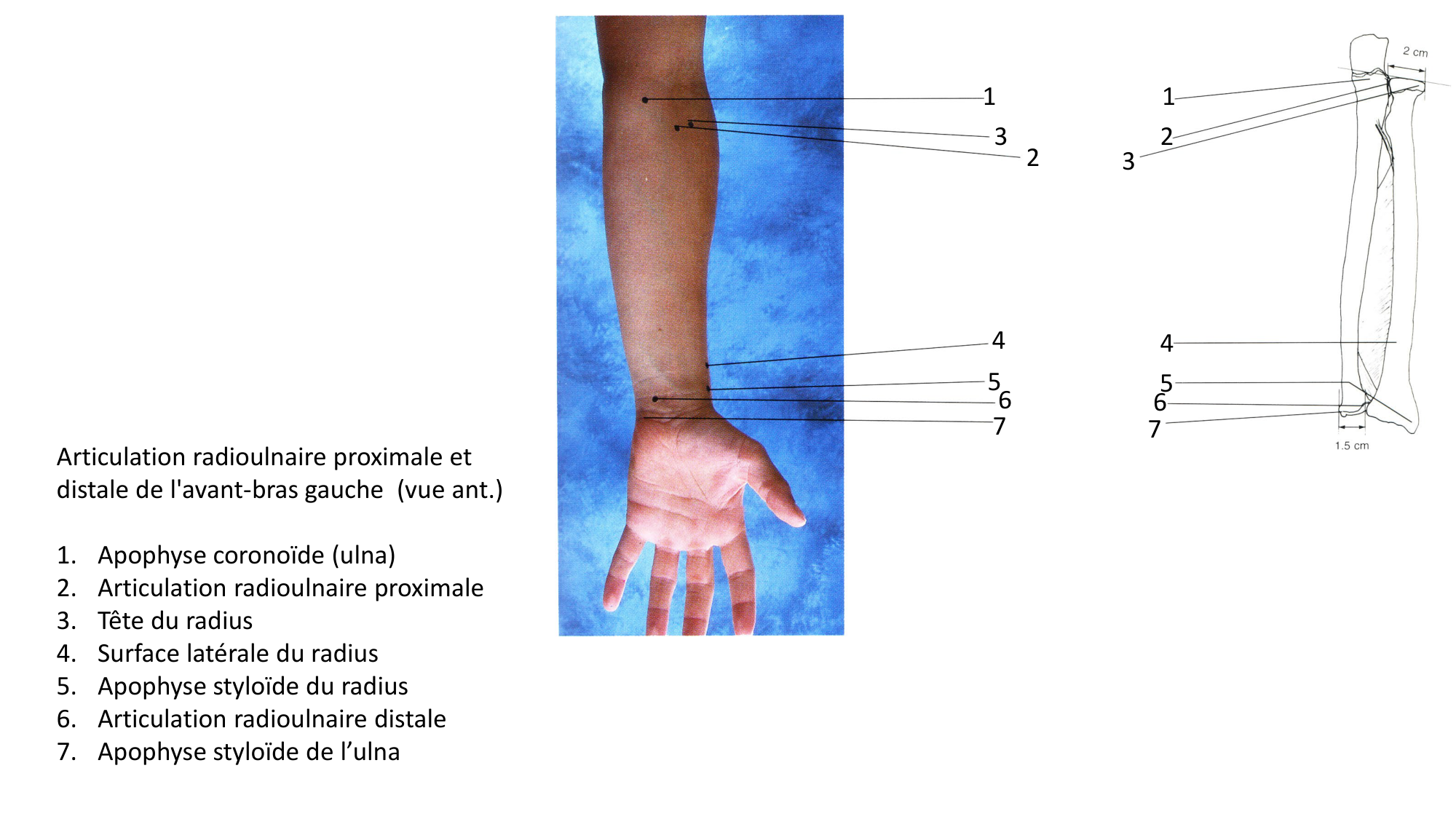 Anatomie palpatoire membre sup page 14
