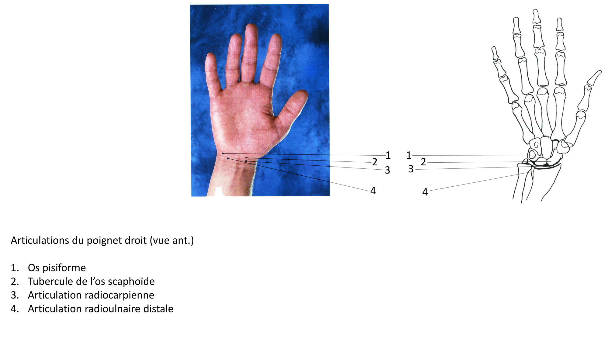 Anatomie palpatoire membre sup page 16