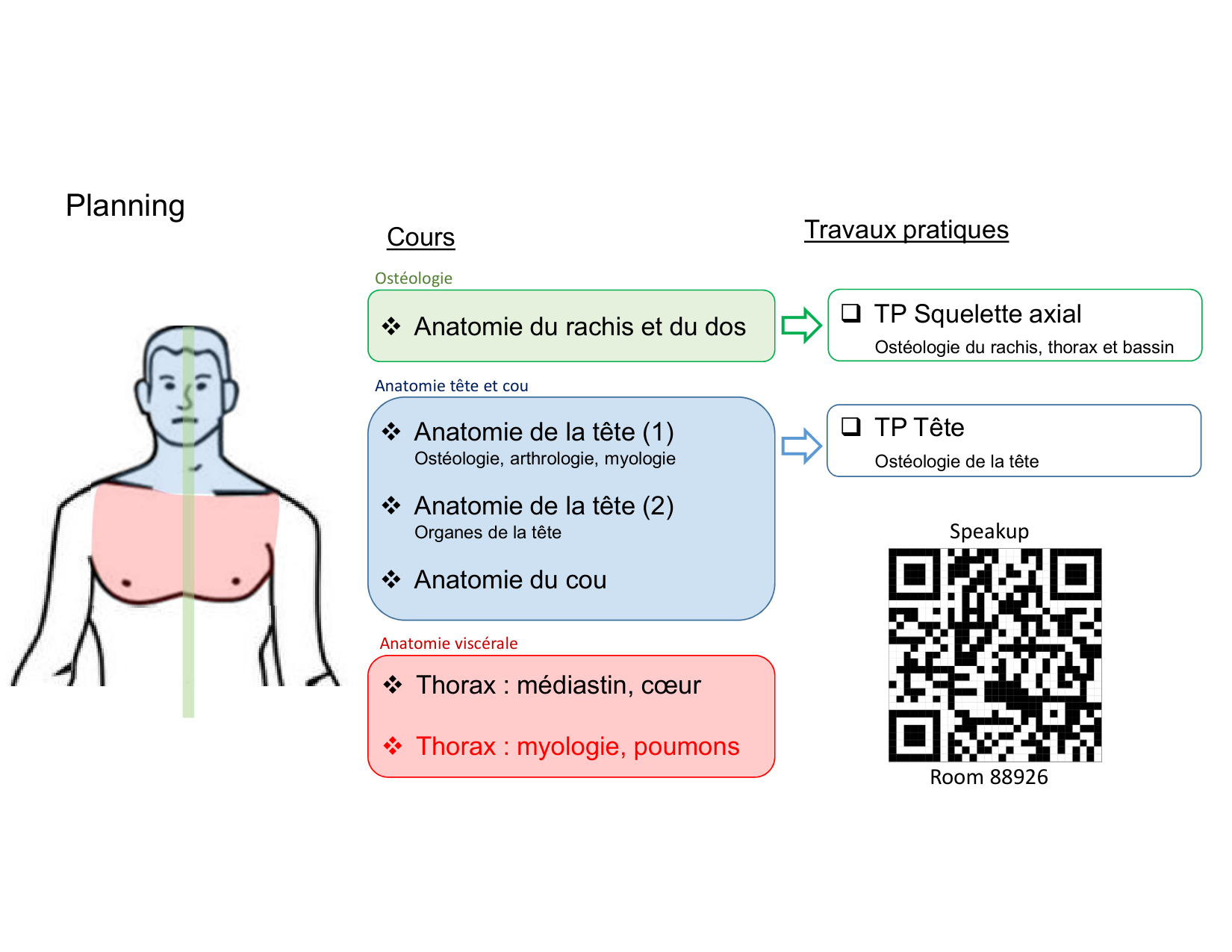 Anatomie pulmonaire 2025 2026 page 2