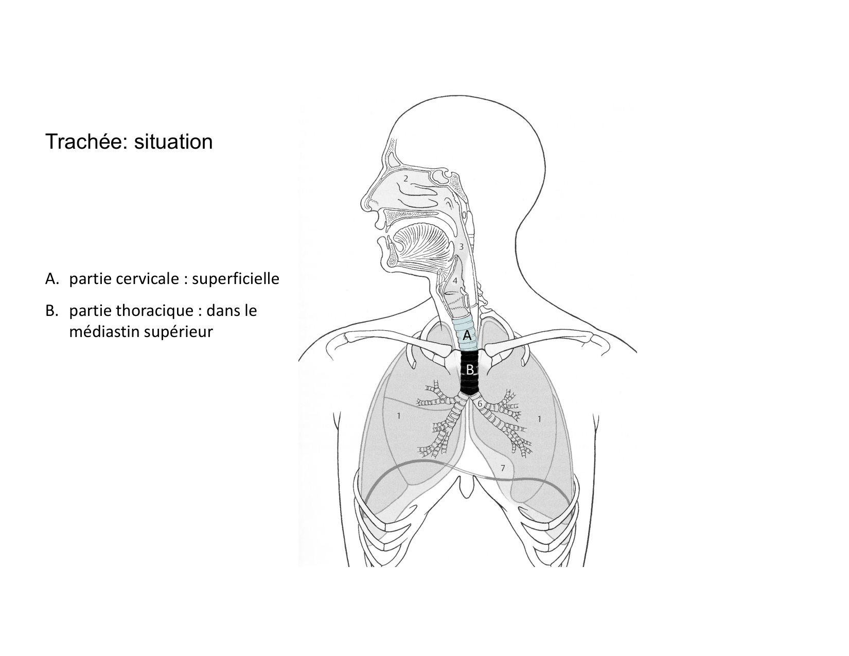 Anatomie pulmonaire 2025 2026 page 9