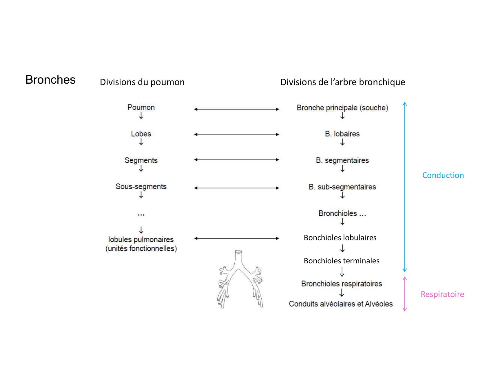 Anatomie pulmonaire 2025 2026 page 15