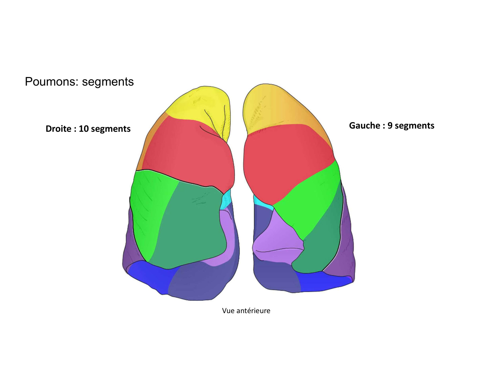 Anatomie pulmonaire 2025 2026 page 19