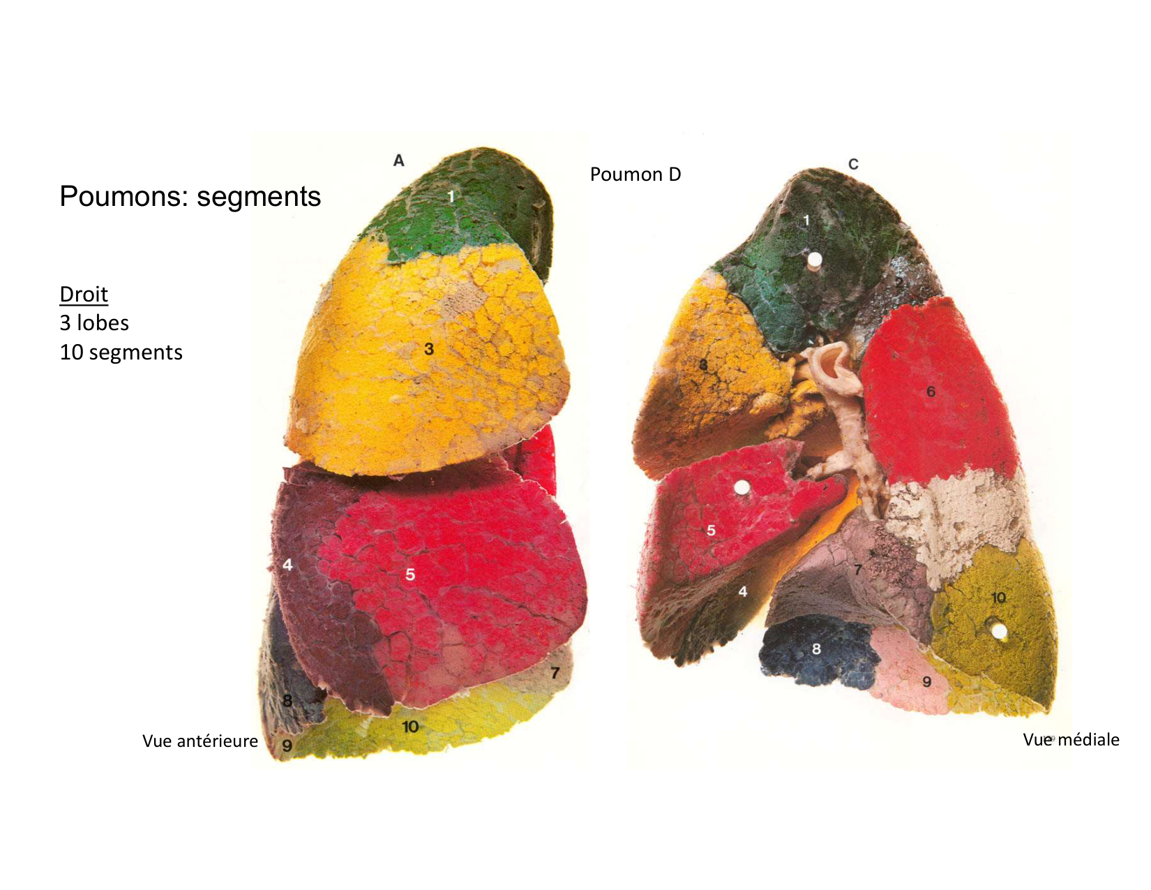 Anatomie pulmonaire 2025 2026 page 20